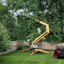 Best Tree and Shrub Care  in Kaibab Estates West, AZ